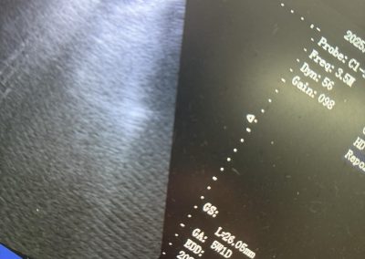 Dog Confirmation Scan Kirkham