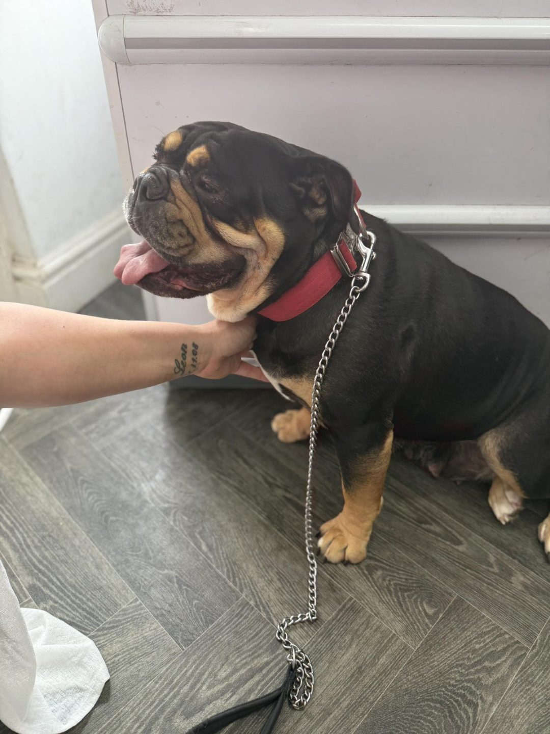 Dog Confirmation Scan Fulwood