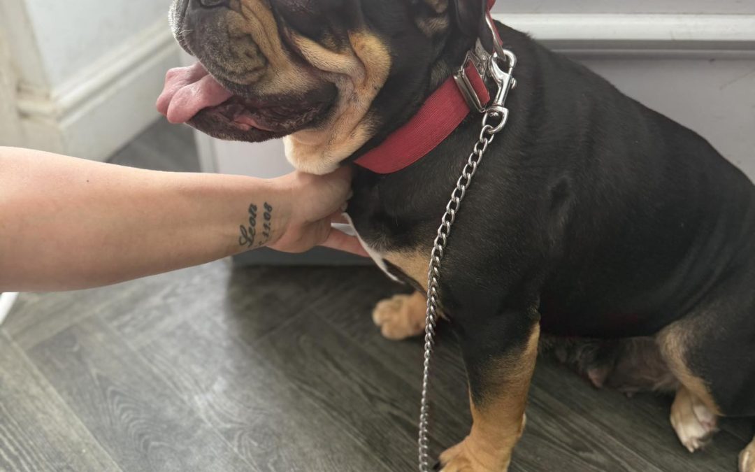 Dog Confirmation Scan Fulwood