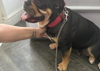 Dog Confirmation Scan Fulwood