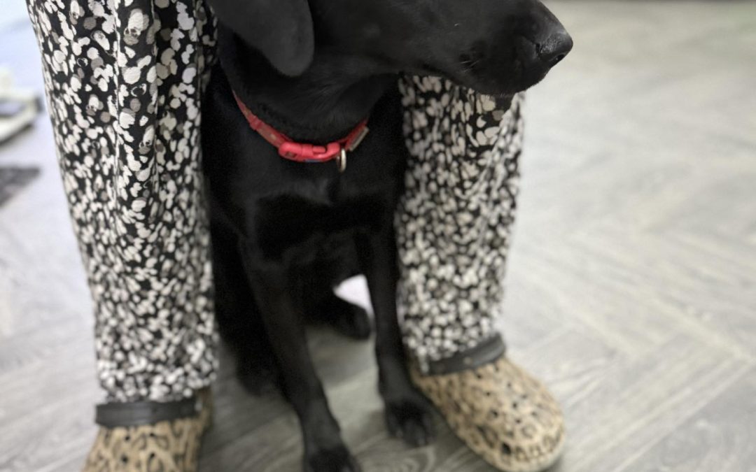 Dog Cytology Test Lancaster