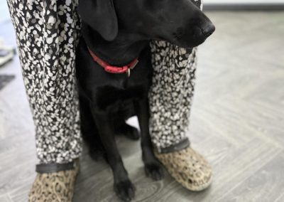 Dog Cytology Test Lancaster