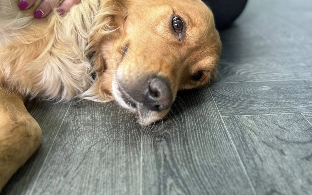 Dog Cytology Test Preston