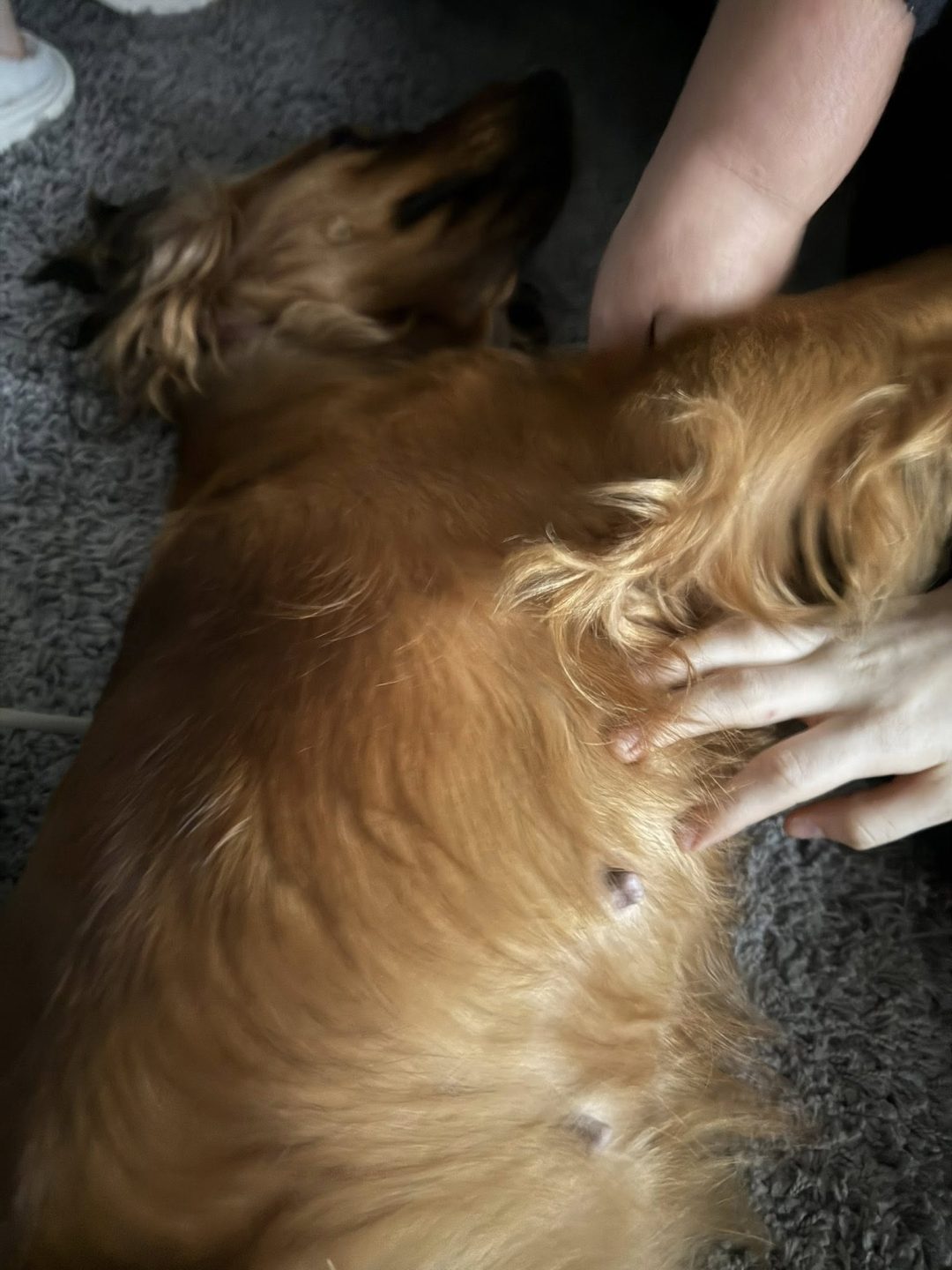 Dog Ultrasound Accrington