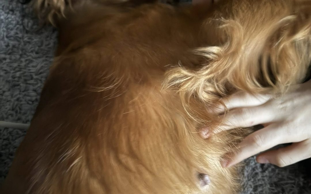 Dog Ultrasound Accrington