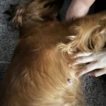 Dog Ultrasound Accrington