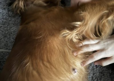 Dog Ultrasound Accrington