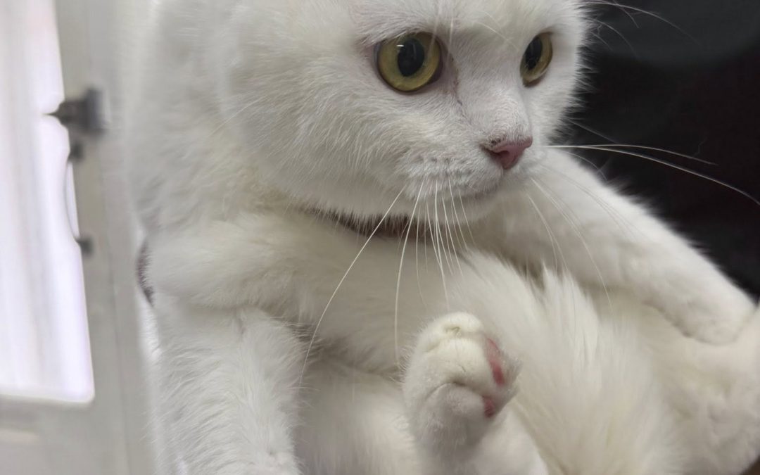 Cat Ultrasound Lancaster