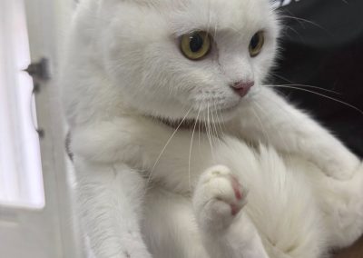 Cat Ultrasound Lancaster