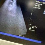 Cat Ultrasound Lancaster