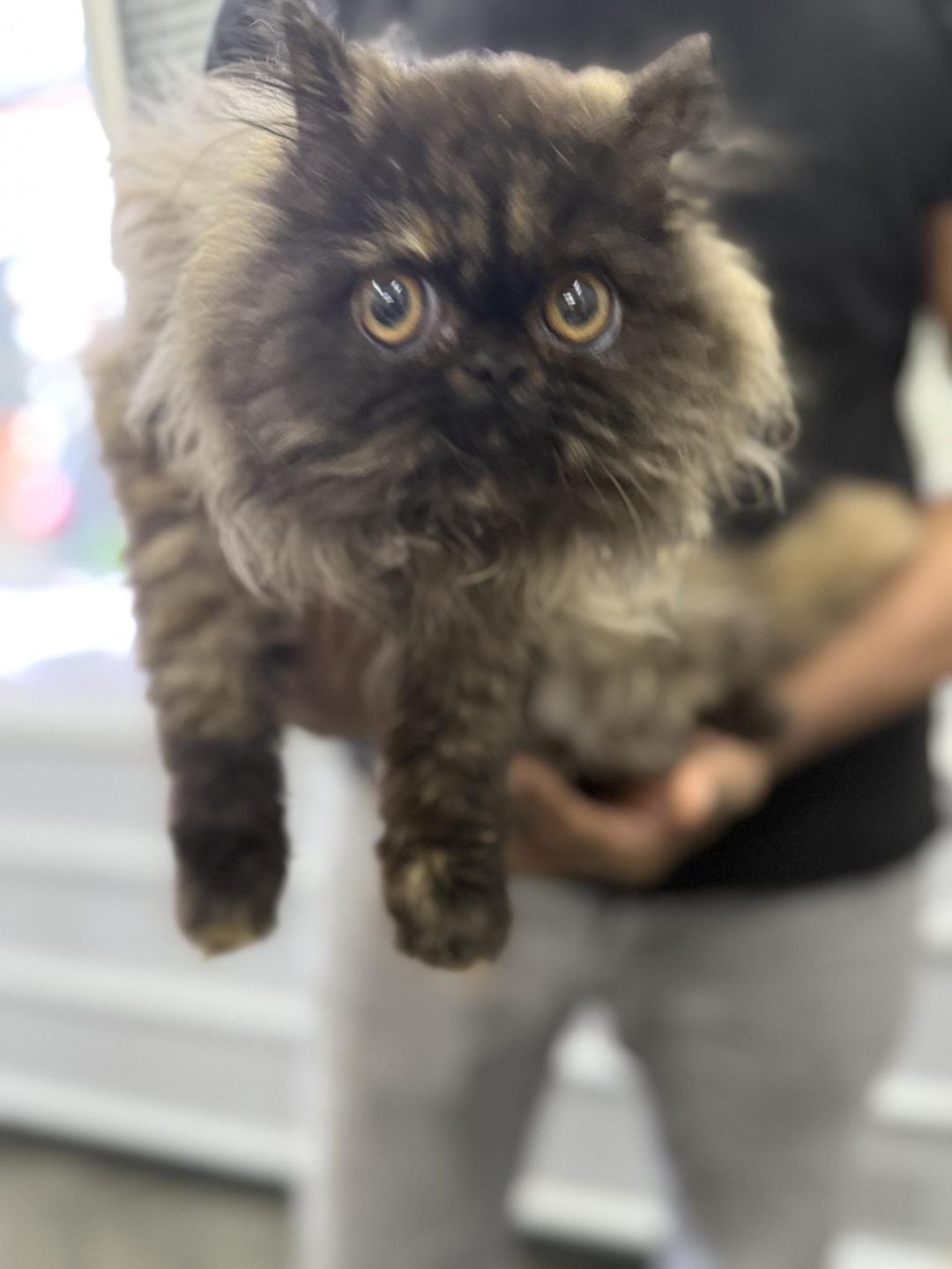 Kitten Microchipping Preston