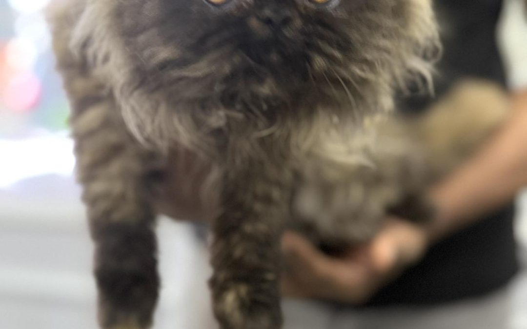 Kitten Microchipping Preston