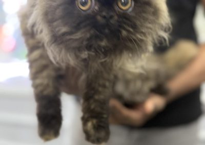 Kitten Microchipping Preston