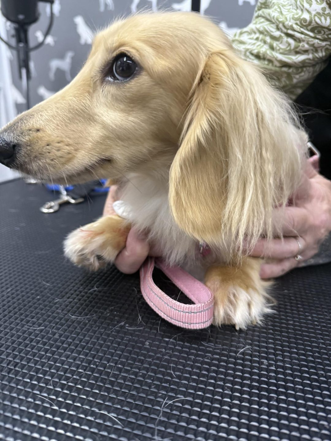 Dog Progesterone Test Lancashire