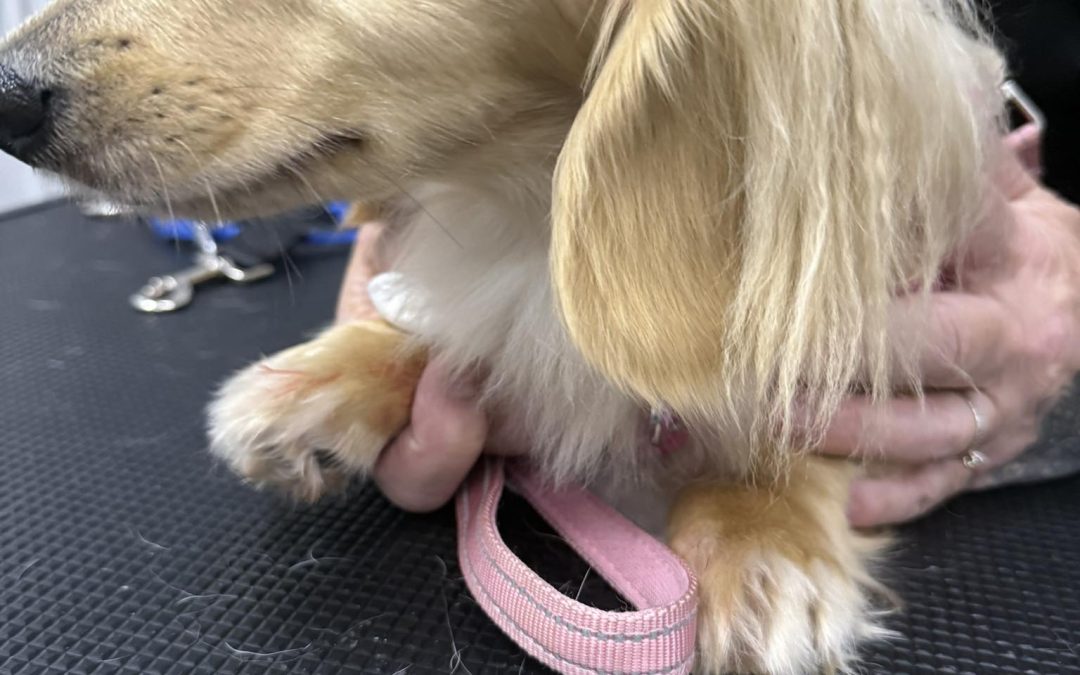 Dog Progesterone Test Lancashire