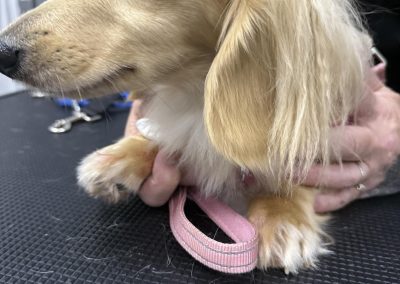 Dog Progesterone Test Lancashire
