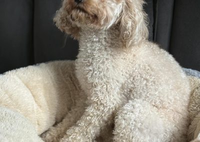Dog Ultrasound Scan Blackpool