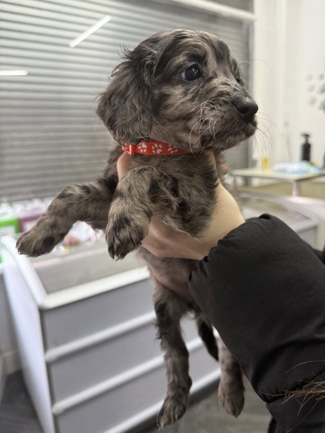 Mobile Microchipping Leyland