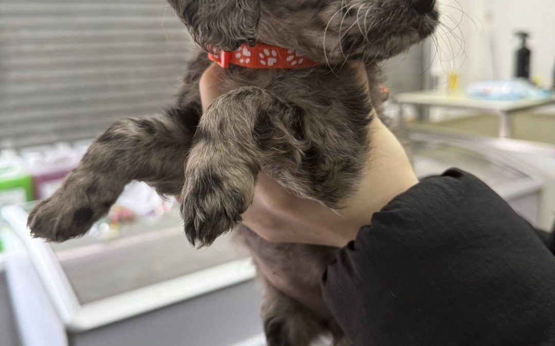 Mobile Microchipping Leyland