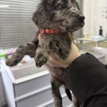 Mobile Microchipping Leyland
