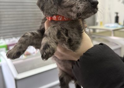 Mobile Microchipping Leyland