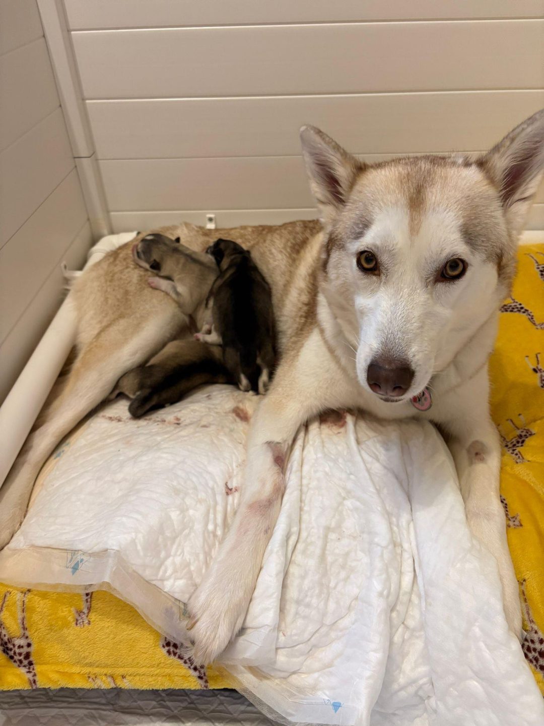 Dog Fertility Leyland