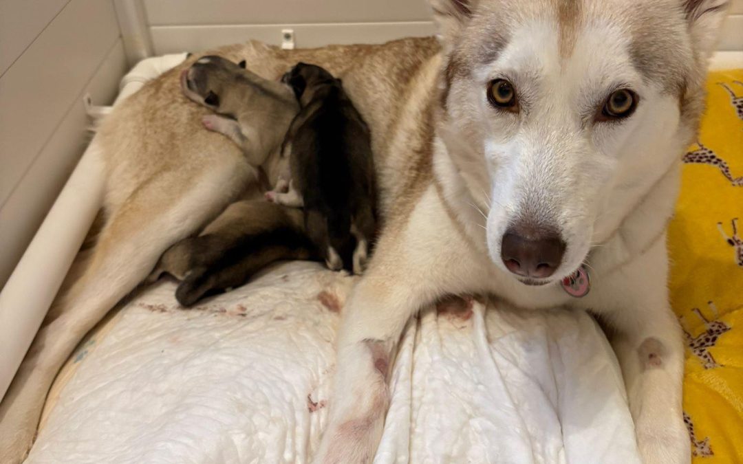 Dog Fertility Leyland