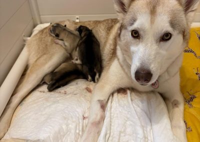 Dog Fertility Leyland