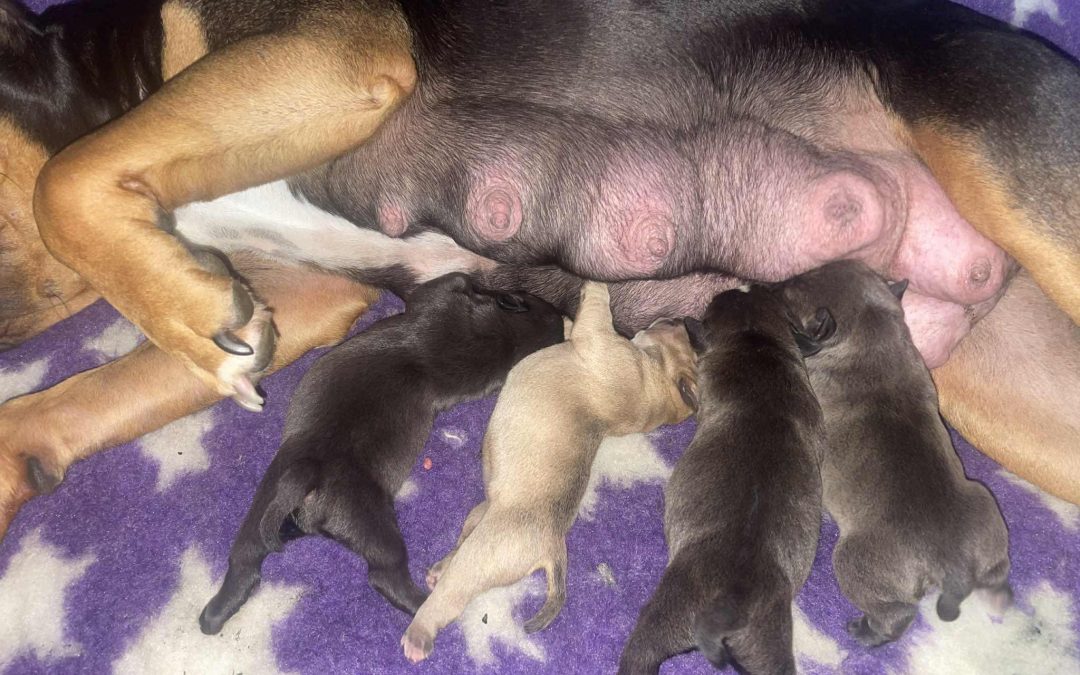 Puppy Stim Morecambe