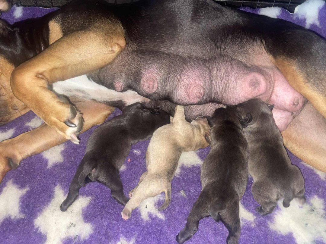 Puppy Stim Morecambe