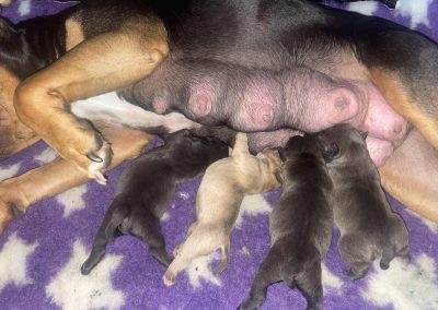 Puppy Stim Morecambe