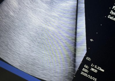 Dog Fertility Garstang