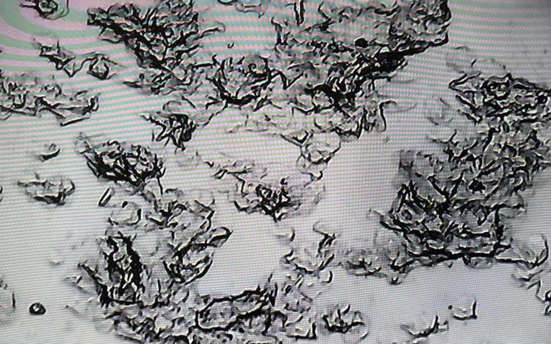 Dog Fertility Kirkham