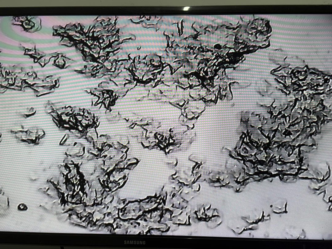 Dog Fertility Kirkham