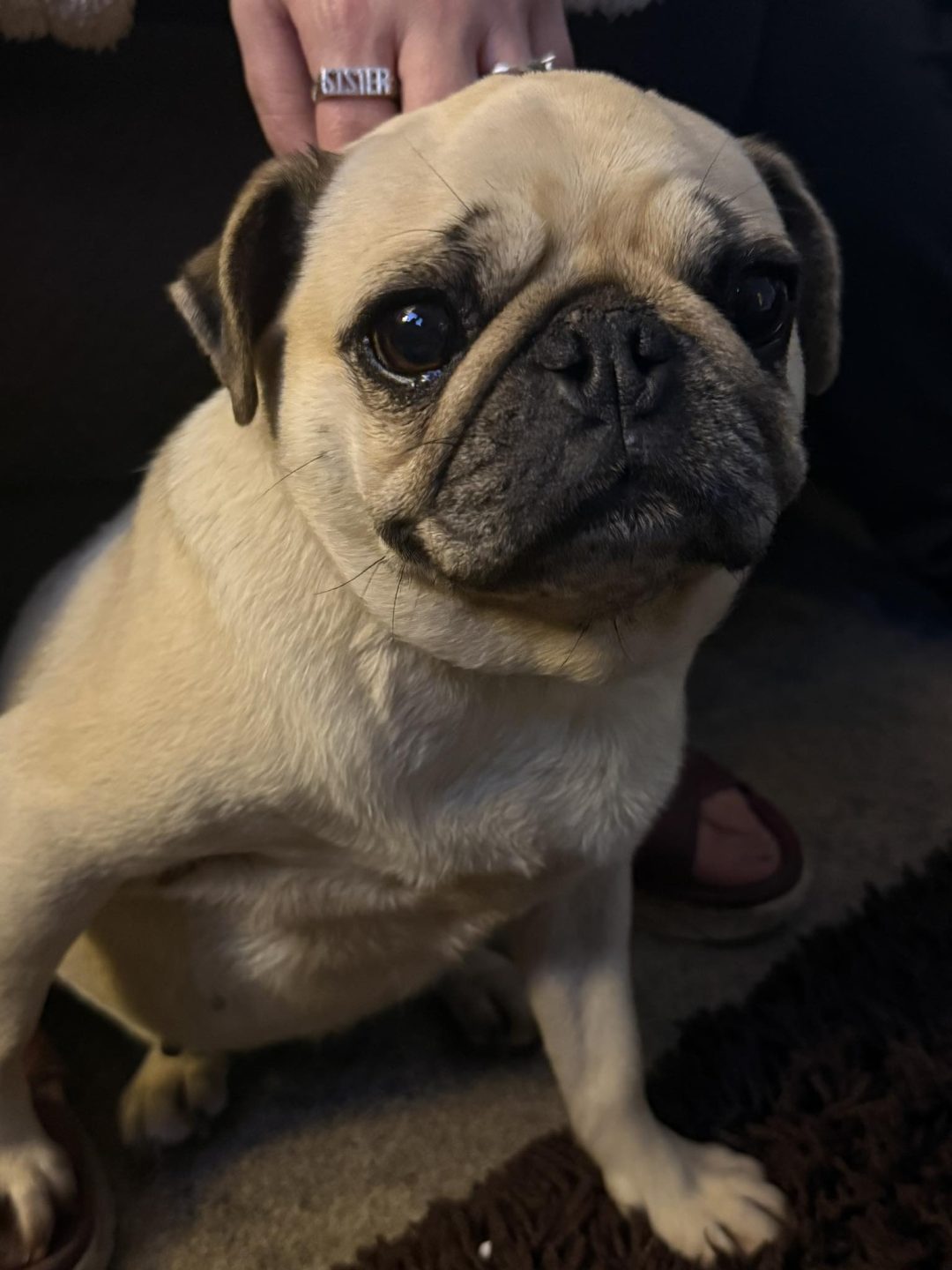 Dog Ultrasound Scan Leyland