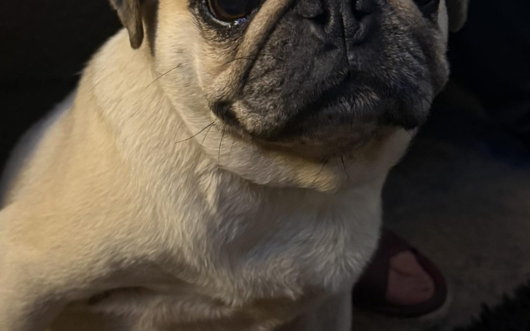 Dog Ultrasound Scan Leyland