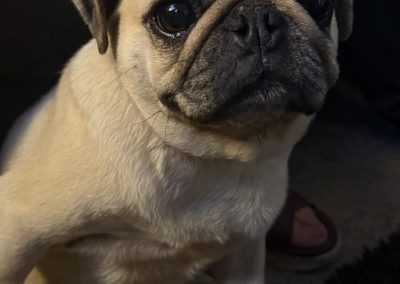 Dog Ultrasound Scan Leyland