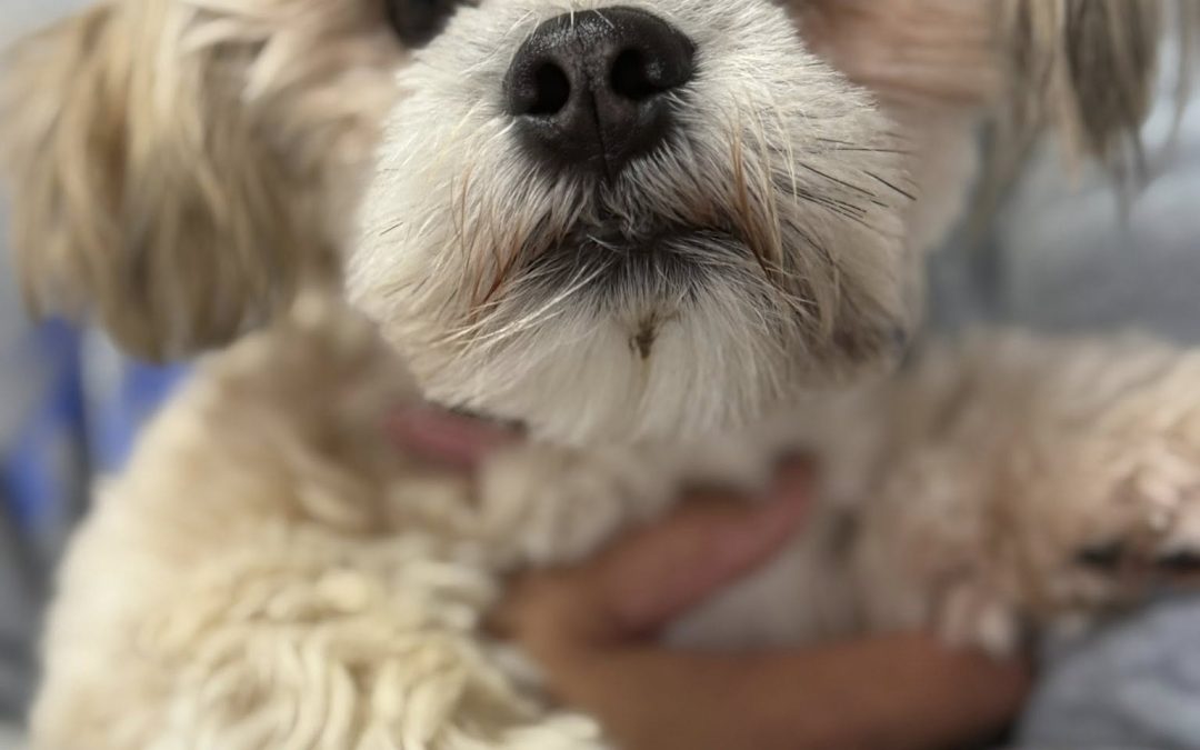 Dog Ultrasound Poulton-le-Fylde