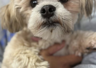 Dog Ultrasound Poulton-le-Fylde