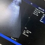 Dog Ultrasound Poulton