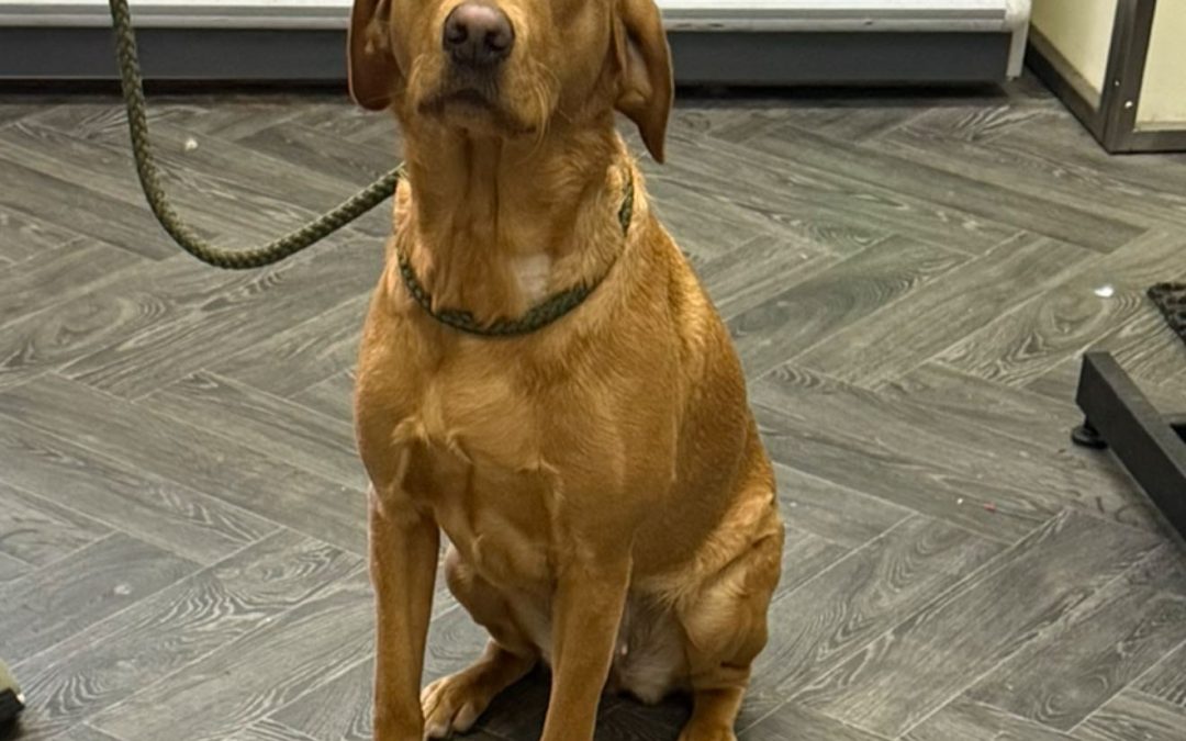 Dog Progesterone Test Burnley