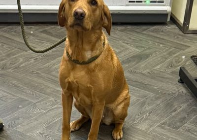 Dog Progesterone Test Burnley