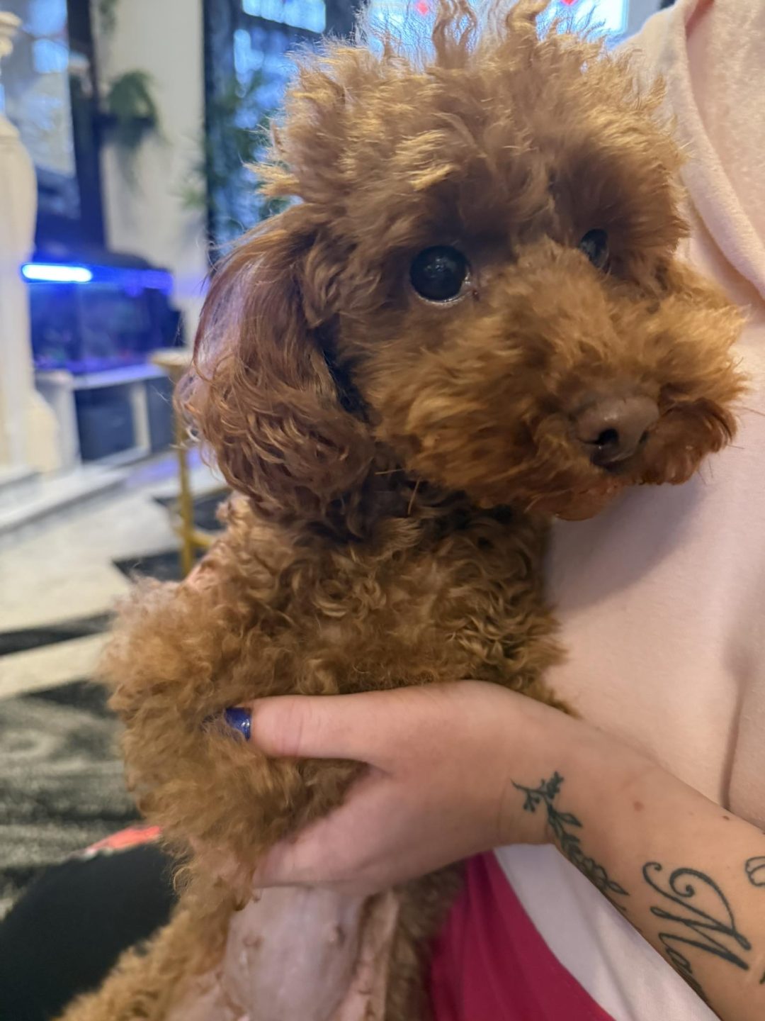 Canine ultrasound scan Blackpool