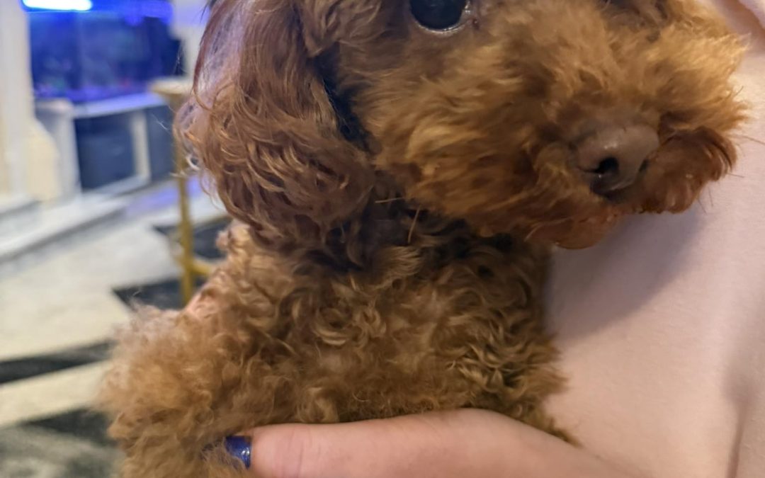 Canine ultrasound scan Blackpool