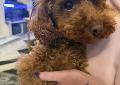 Canine ultrasound scan Blackpool