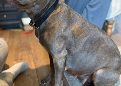 Dog Ultrasound Burnley