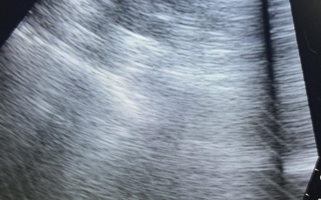 Preston Mobile Cat Ultrasound