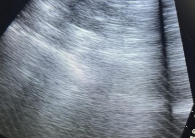 Preston Mobile Cat Ultrasound