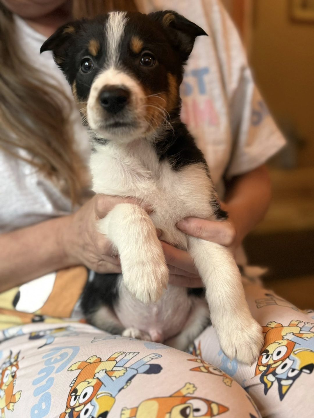 Microchipping Blackpool