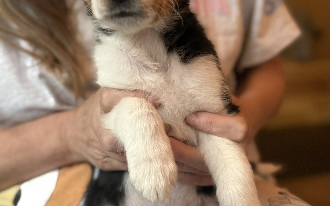 Microchipping Thornton Cleveleys